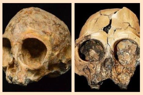 南非发现200万年前头骨化石 具体详情是什么