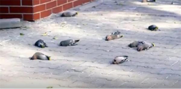 每天三四百只小鸟在同一地点撞楼自杀 原因曝光令人心疼