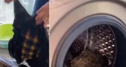 男子在家洗衣服时发现不对劲 打开洗衣机瞬间愣在原地