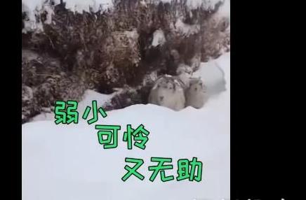 内蒙古赤峰遭罕见强降雪 一夜后牧民出门目睹窒息一幕
