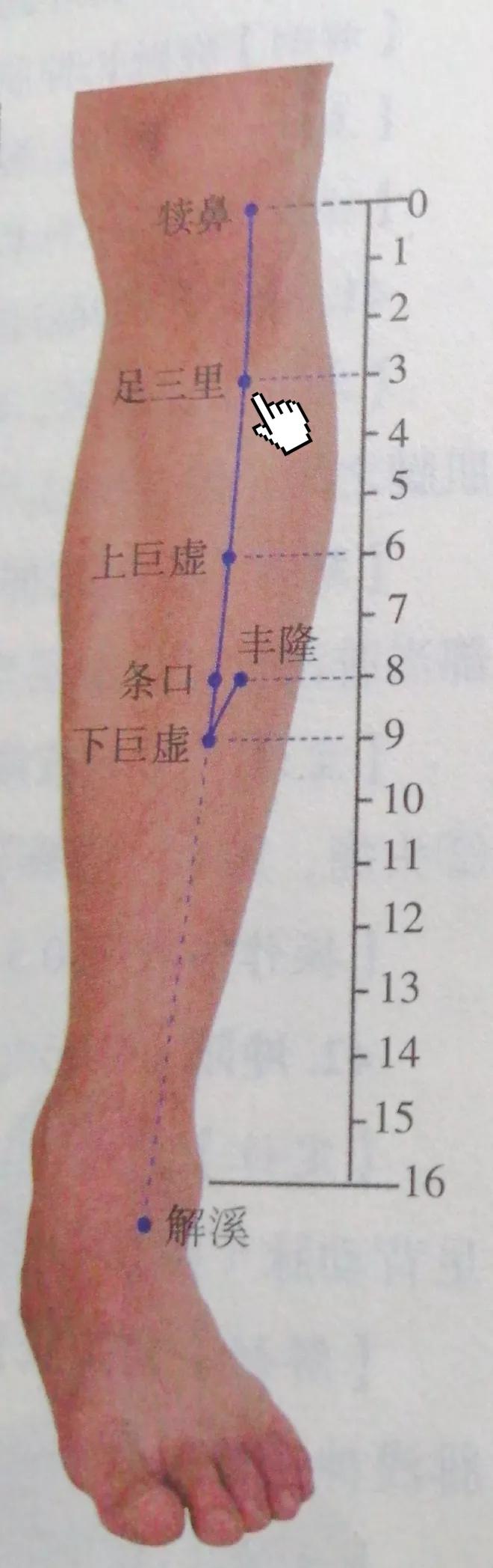 足三里的定位方法和主治(足三里的准确穴位位置图)