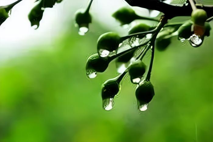 梅子黄时是什么季节（黄梅雨是在五月还是六月）