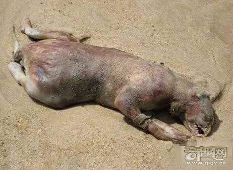 十大神秘生物，有一种中国人都知道