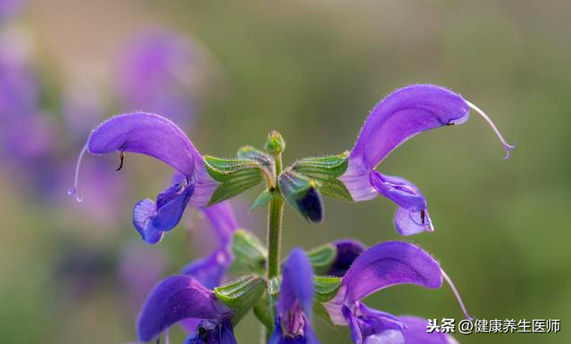 常见中药材别名大全，原来中药还有这些名字，中医快收藏！