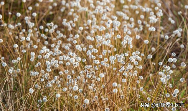 常见中药材别名大全，原来中药还有这些名字，中医快收藏！