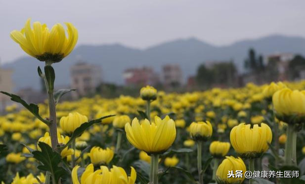 常见中药材别名大全，原来中药还有这些名字，中医快收藏！