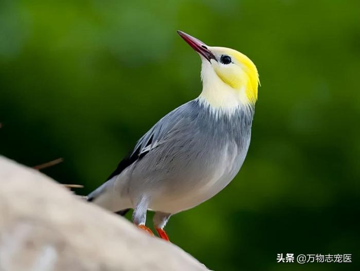 国内十大常见宠物鸟一览，哪一种是你的最爱？