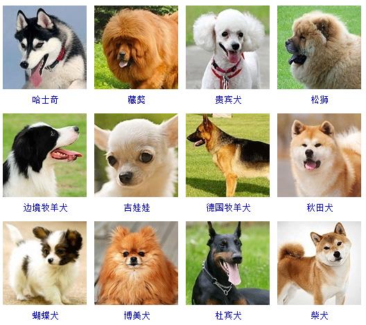 狗的品种有哪些（178个宠物狗品种名称图片大全）