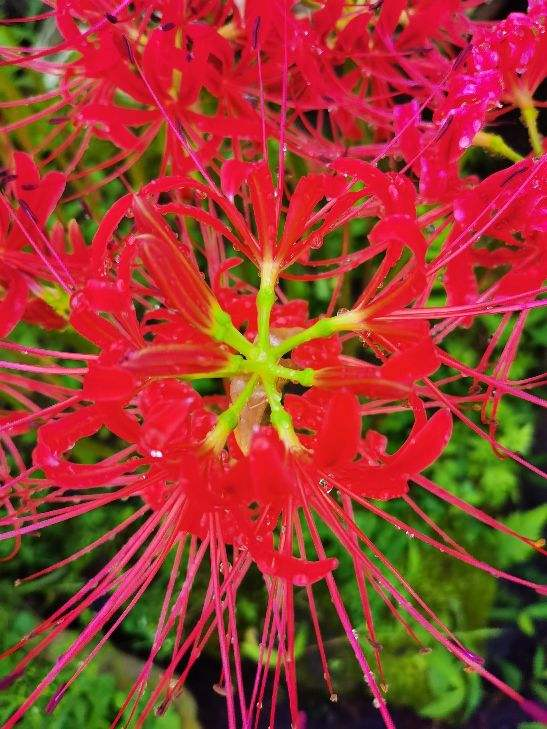 彼岸花图片大全（神秘的彼岸花开花不见叶）