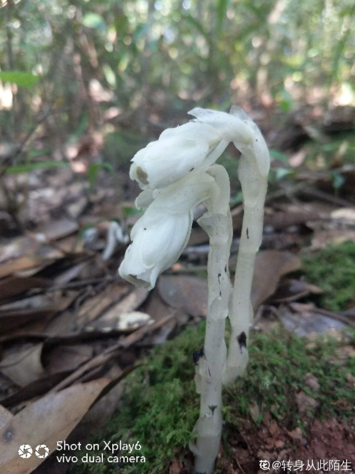 彼岸花图片大全（神秘的彼岸花开花不见叶）