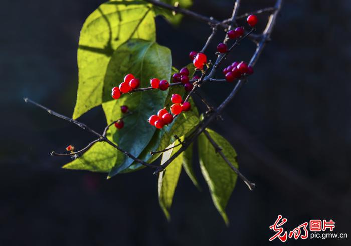 美丽的中国梦