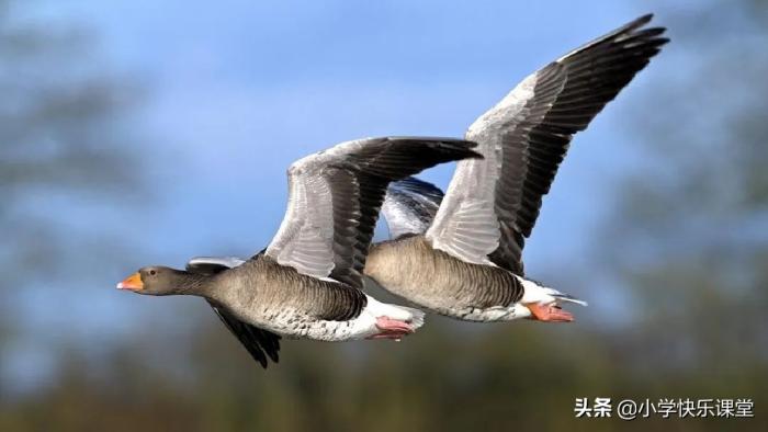 小学语文部编五年级下综合性学习《汉字真有趣》知识点、图文解读