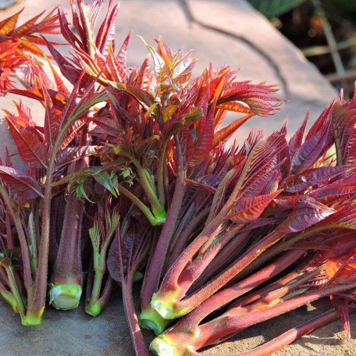 这100种野菜很常见，也很美味，可惜很多人不认识，白白错过美食