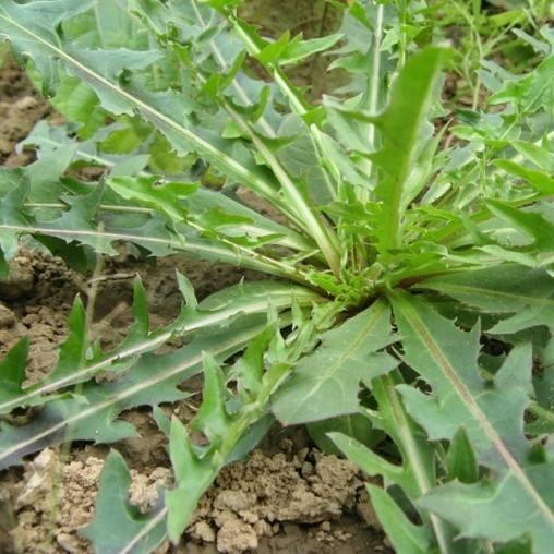 这100种野菜很常见，也很美味，可惜很多人不认识，白白错过美食