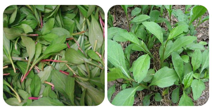 这100种野菜很常见，也很美味，可惜很多人不认识，白白错过美食