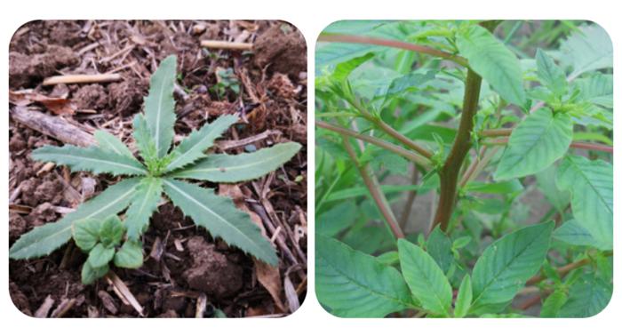 这100种野菜很常见，也很美味，可惜很多人不认识，白白错过美食