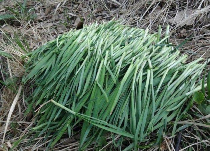 这100种野菜很常见，也很美味，可惜很多人不认识，白白错过美食