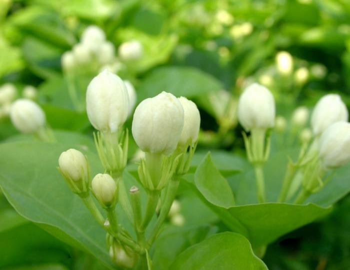 这100种野菜很常见，也很美味，可惜很多人不认识，白白错过美食