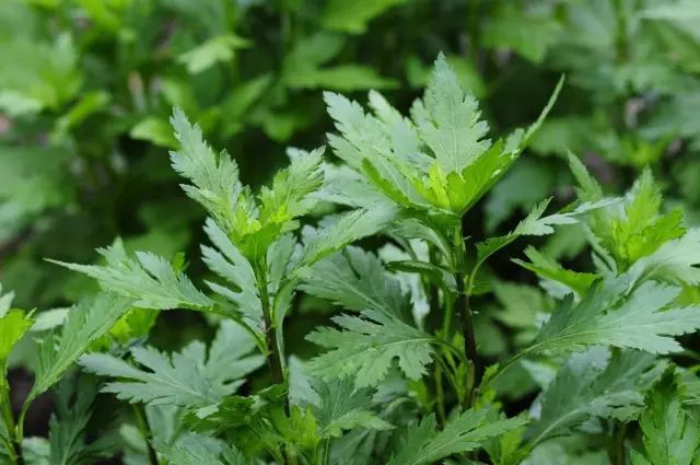 这100种野菜很常见，也很美味，可惜很多人不认识，白白错过美食