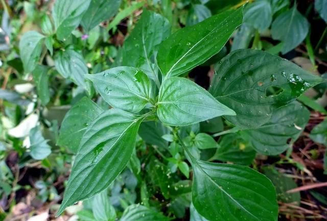 这100种野菜很常见，也很美味，可惜很多人不认识，白白错过美食