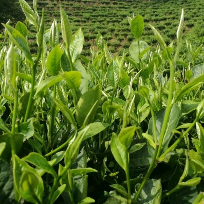 这100种野菜很常见，也很美味，可惜很多人不认识，白白错过美食