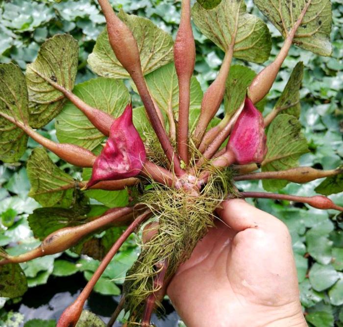 这100种野菜很常见，也很美味，可惜很多人不认识，白白错过美食