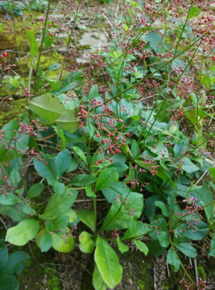 这100种野菜很常见，也很美味，可惜很多人不认识，白白错过美食