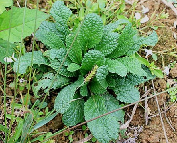 这100种野菜很常见，也很美味，可惜很多人不认识，白白错过美食