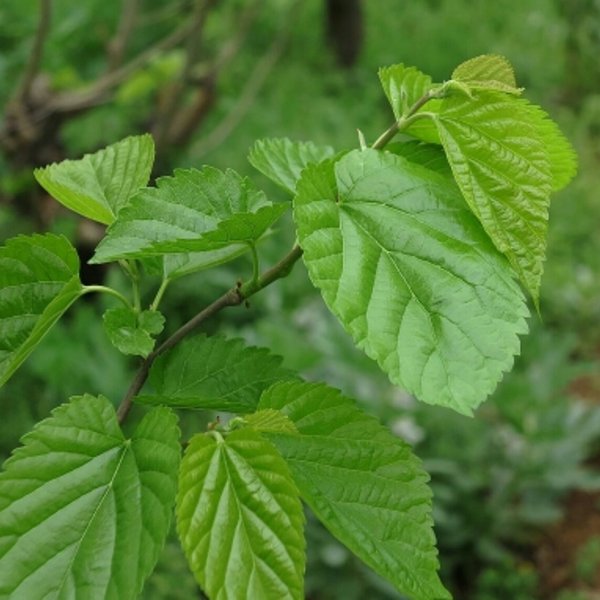 这100种野菜很常见，也很美味，可惜很多人不认识，白白错过美食