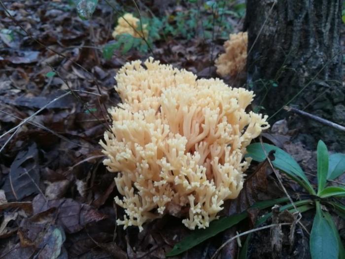 这100种野菜很常见，也很美味，可惜很多人不认识，白白错过美食